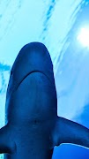 Interactive Shark স্ক্রিনশট 1