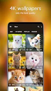 Kitten Wallpapers 4K 截圖 1