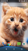 Poster Magic Touch Cat Live WallPaper