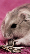 Wallpapers Hamsters poster