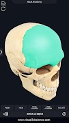 Skull Anatomy Pro. Ekran Görüntüsü 3