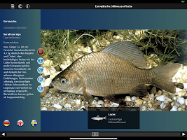 Europäische Süßwasserfische screenshot 2