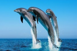 برنامه‌نما Wallpapers عکس از صفحه