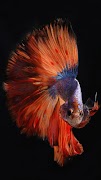 برنامه‌نما Fondos de animales عکس از صفحه