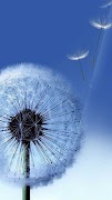 Dandelion Wallpaper ภาพหน้าจอ 4