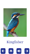 Birds and Animals Flashcards screenshot 2
