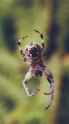 Spider Wallpaper screenshot 5