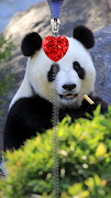 Panda pantalla de bloqueo. Poster
