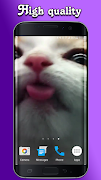 1 Schermata Gatto Leccare Schermo