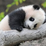 صور حيوانات