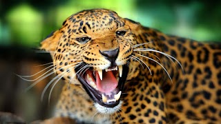 Leopard Live Wallpaper (Wallpapers & Backgrounds) स्क्रीनशॉट 6
