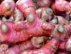 How to Plant Red Ginger স্ক্রিনশট 2