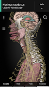 Anatomyka - 3D Anatomy Atlas Cartaz