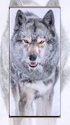 Wolf wallpapers 海报