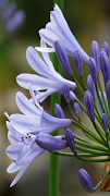 Agapanthus africanus flowers ภาพหน้าจอ 1