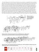 Cherry Pruning پوسٹر