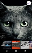 Cats Lock Screen ภาพหน้าจอ 5