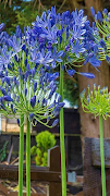 Agapanthus africanus flowers ภาพหน้าจอ 7