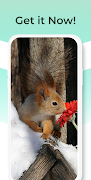 Cute Squirrel Wallpapers HD 截图 5