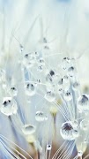 Raindrop Live Wallpapers 4K スクリーンショット 1
