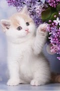 Котята скриншот 3