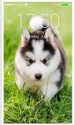 Husky Puppy HD PIN Lock Screen screenshot 4