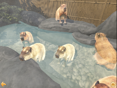 Capybara Zoo تصوير الشاشة 6