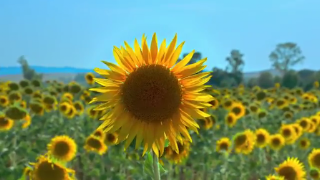 Video Ads screenshot 7