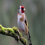 goldfinch screenshot 6