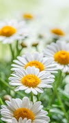خلفيات الربيع تصوير الشاشة 6