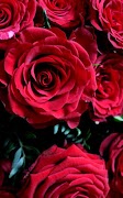 Roses Live Wallpaper screenshot 4