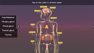 Endocrine System 截圖 3