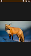 HD Fox Idea Poster