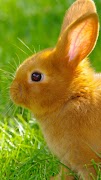 Rabbit wallpaper 截圖 2