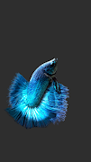 Betta Fish 3D Pro スクリーンショット 2
