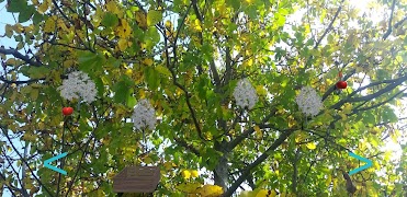 AppleFox 스크린샷 7