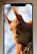 Squirrel Wallpapers 4K screenshot 5