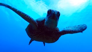 Virtual Reality OCEANS! Screenshot 3