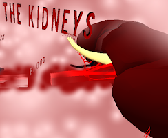 The Kidney VR poster