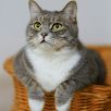 LoveCats - かわいい猫の鳴き声アプリ APK
