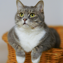 APK LoveCats - Cute Cat Sounds App