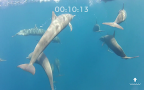 DiveFree ภาพหน้าจอ 6