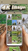song thrush screenshot 5