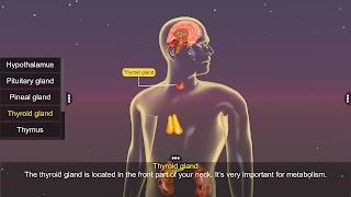Endocrine System ภาพหน้าจอ 2