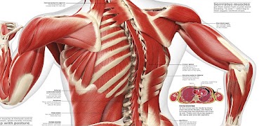 1 Schermata Human Body Encyclopedia