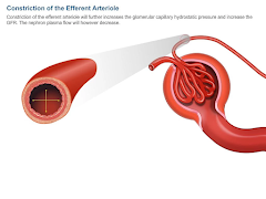 Physiology Extended App اسکرین شاٹ 3