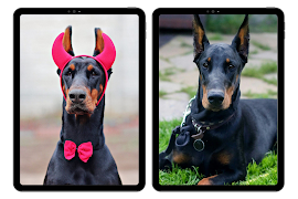 Doberman -Hintergrundbilder Screenshot 5