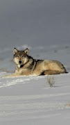 Wolves wallpapers ภาพหน้าจอ 4