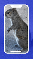 4K Squirrel Wallpapers screenshot 3