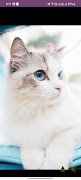 Cat Cute Wallpaper HD اسکرین شاٹ 6
